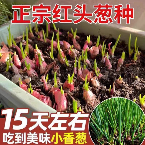 四季小香葱种头四川葱种葱种子种籽小葱葱头红葱本地火葱头种