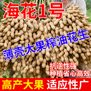 海花一号超高产花生种子薄壳原种矮秆早熟高油抗旱农科院花生新品