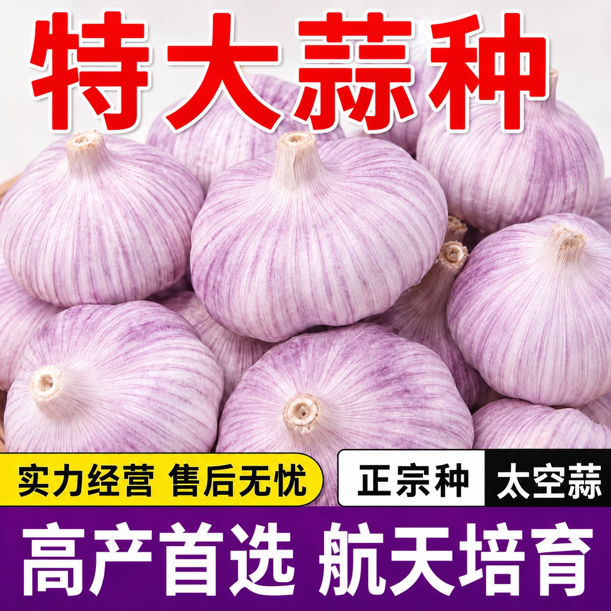 农科院高产紫皮大蒜种子蒜头蒜种