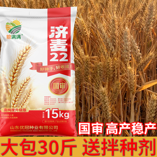 高产小麦种子批发原种级可留种矮杆大穗抗冻抗旱大穗麦种小麦种子