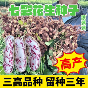 云南七彩花生种子超高产南方老品种原种农科院带壳抗旱水果花生种