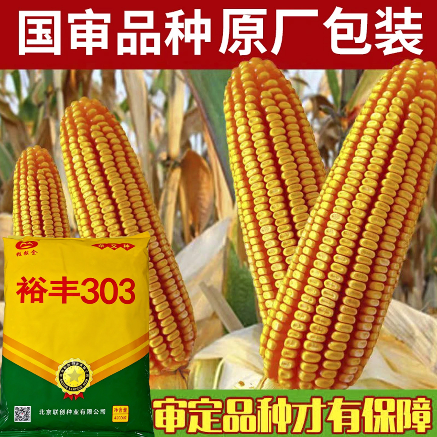 裕丰303超高产饲料玉米种子高产量杂交种籽孑特大南方正品良种玉