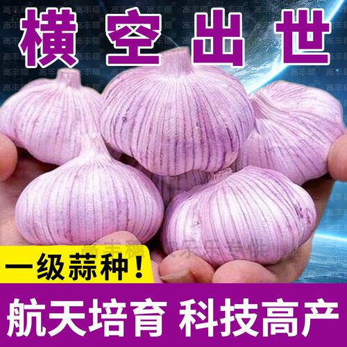 山东大蒜种子特大蒜种巨大蒜种北方红皮蒜种冻不死金乡大蒜种批发