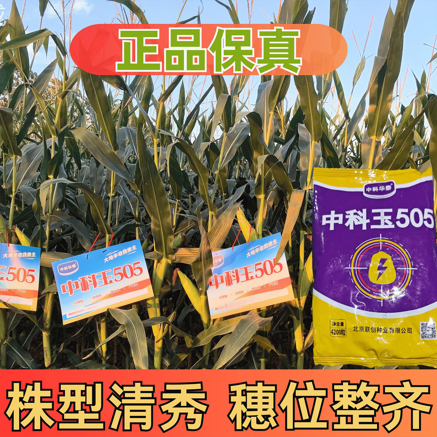 中科玉505超高产饲料玉米种子高产量杂交种籽孑特大南方正品良种