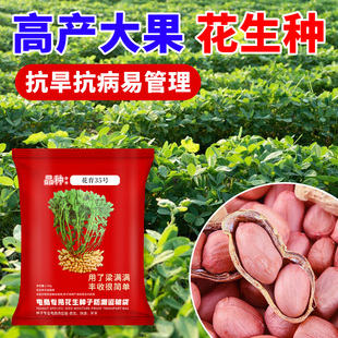 超高产花生种子原种农科院抗旱花生种子高产薄壳大粒大果矮杆早熟