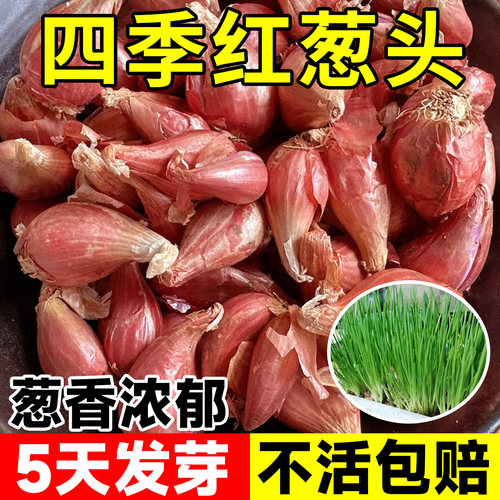 四季小香葱种头四川葱种葱种子种籽小葱葱头红葱本地火葱头种