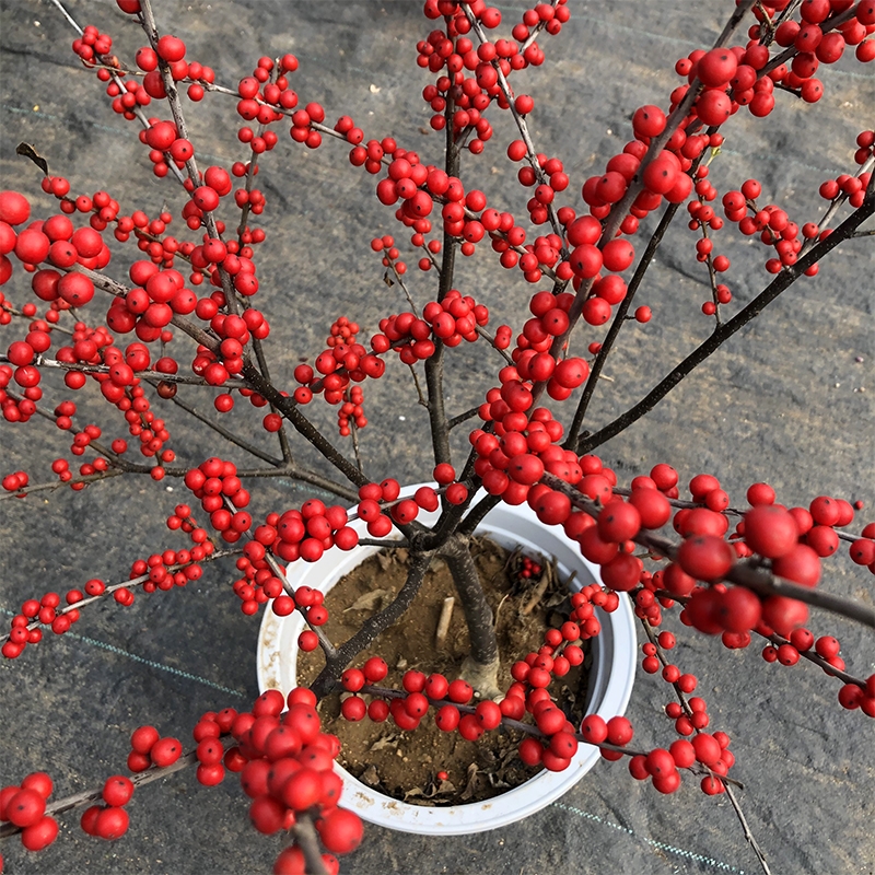 北美冬青植物阳台庭院栽种春节年宵相思豆盆栽树苗南北方耐寒轮生