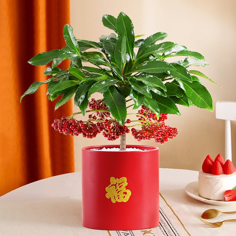 富贵籽盆栽带果金玉满堂花卉绿植盆景客厅室内招财植物好养年宵花