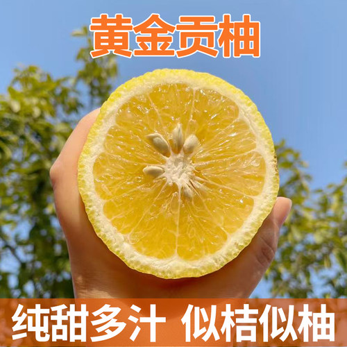 正宗怀化洪江黄金贡柚新鲜纯甜水果小柚子象山青春香桔柚