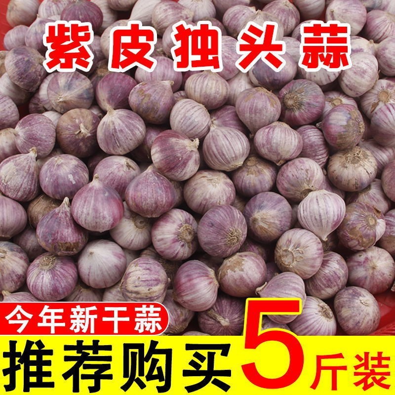 云南紫皮小蒜独头蒜干蒜头独蒜袖珍小香蒜珍珠小蒜特价直径很小