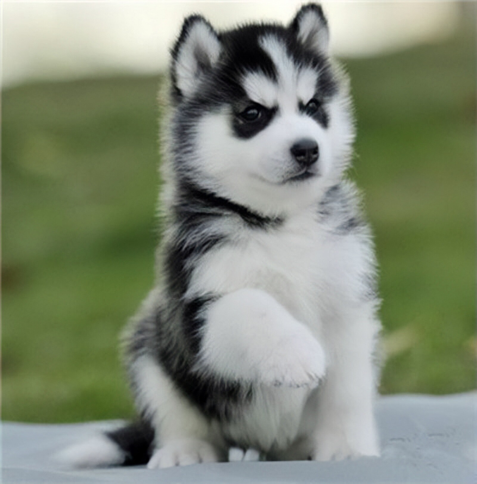 哈士奇幼犬纯种活体阿拉斯加犬雪橇犬二哈幼犬活物大型犬宠物狗狗