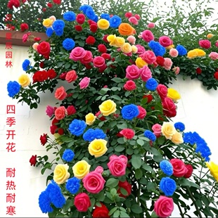 正宗多色蔷薇8 花植物‘吸色’庭院盆栽 30年老桩花卉花苗爬藤月季