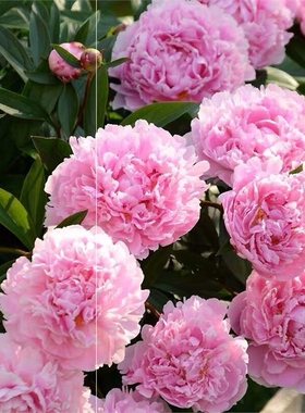 芍药花苗多年生宿根花高仿的卉种根植物庭院室内室外阳台盆栽重瓣