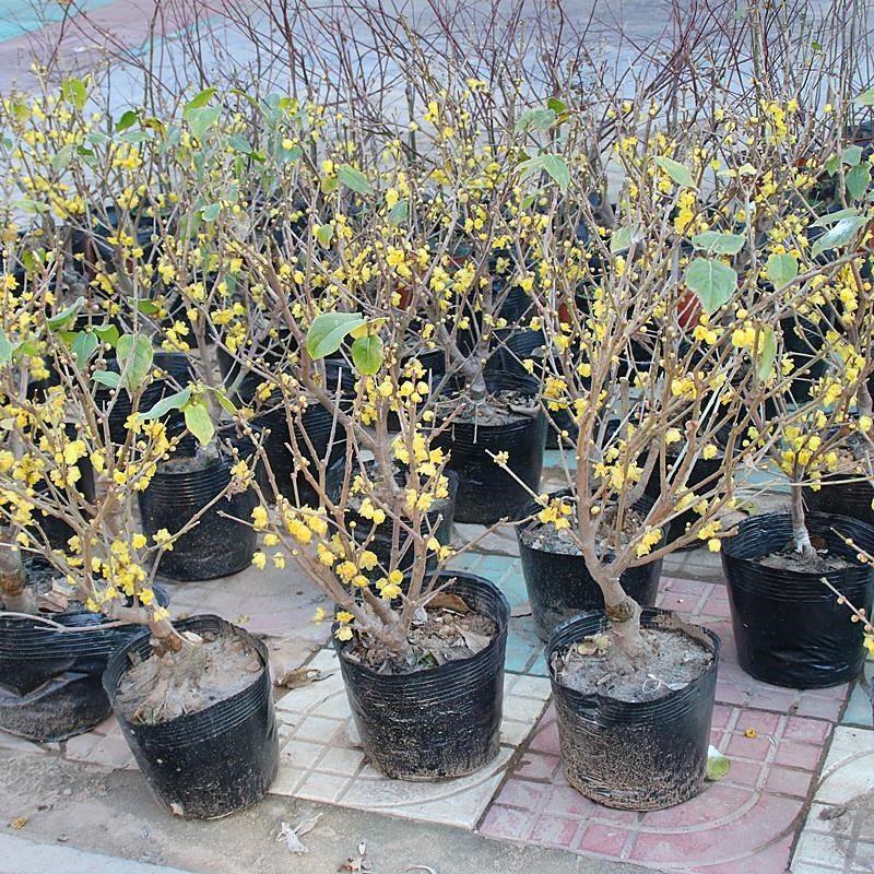梅花树苗腊梅当年开花地栽盆栽庭