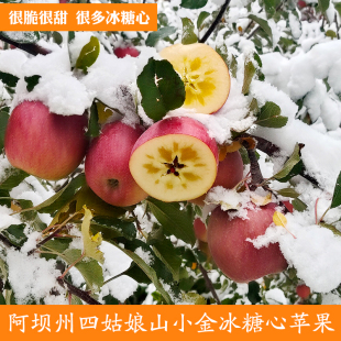 阿坝州四姑娘山小金红苹果高原红富士糖心丑苹果脆甜新鲜应季 水果