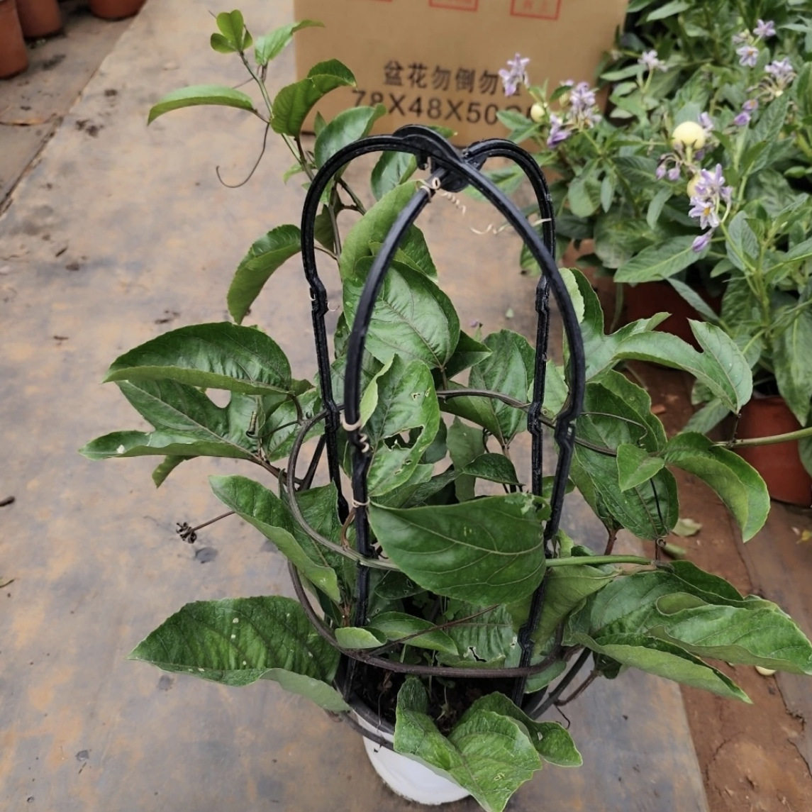 百香果盆栽蔓藤花卉爬藤盆栽攀援花庭院好养易活爬藤花苗,鲜花速递/花卉仿真/绿植园艺,绿植,淘宝优惠券,粉丝福利购,淘宝优惠卷