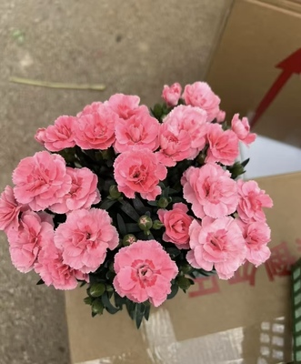 康乃馨盆栽带花苞室内客厅办公室