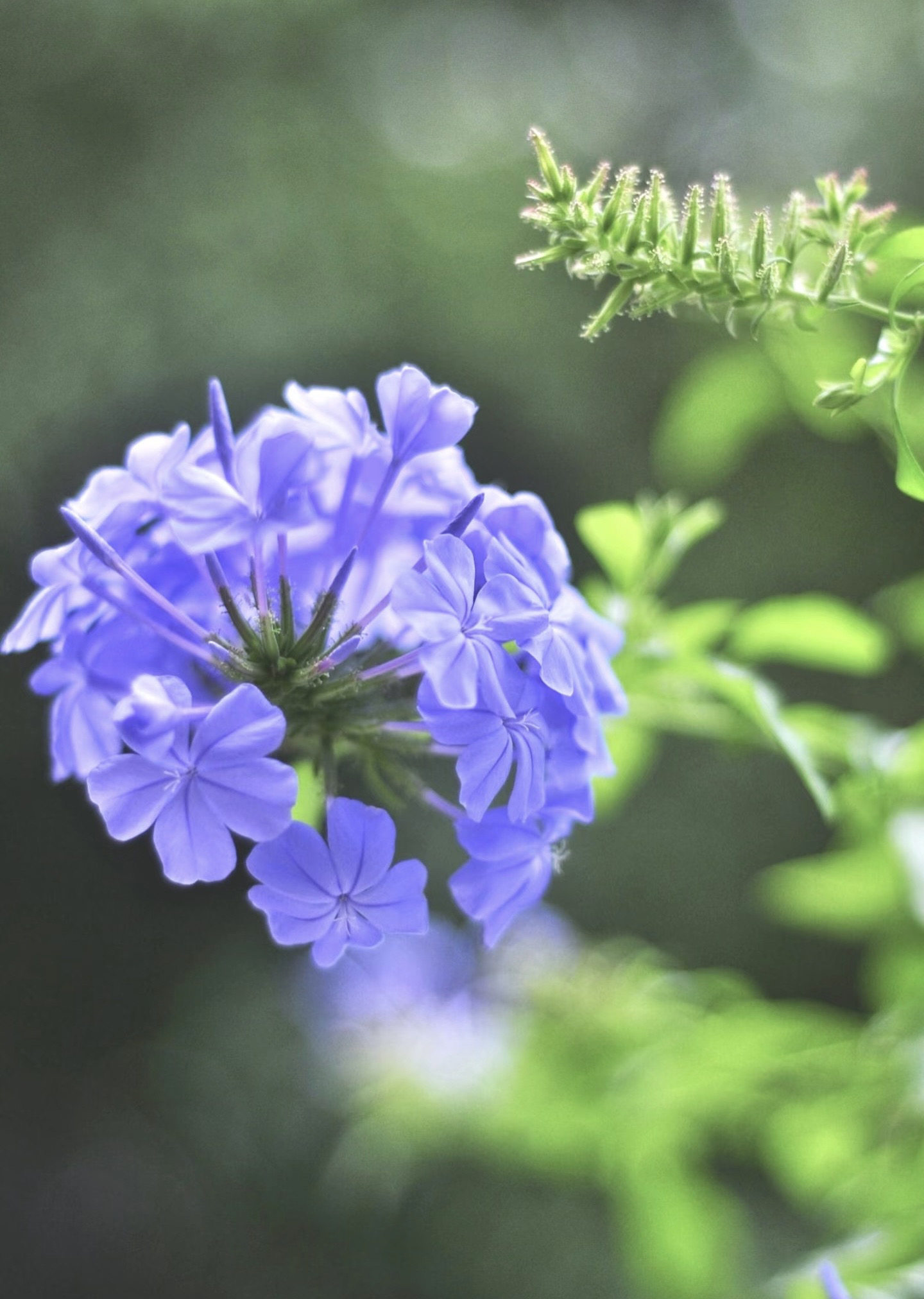 蓝雪花盆栽带花苞棒棒糖老桩爬藤植物带花苞阳台花,鲜花速递/花卉仿真/绿植园艺,时令草本花卉,淘宝优惠券,粉丝福利购,淘宝优惠卷