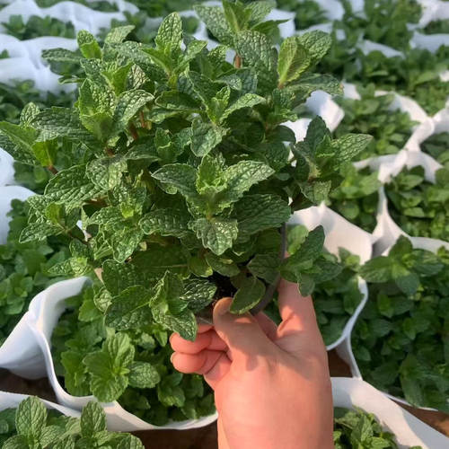 盆栽薄荷驱蚊虫芳香四季种植