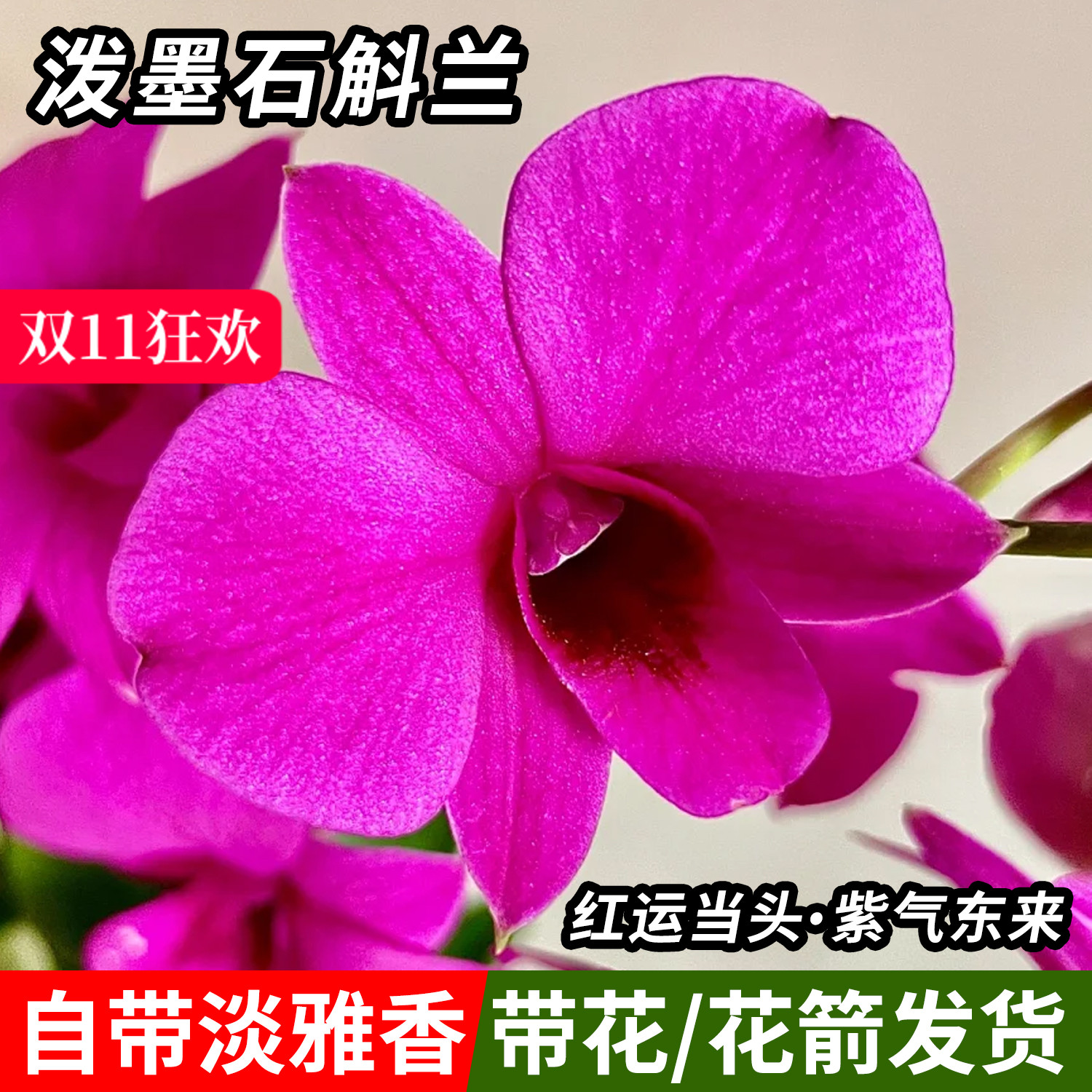 绿植红泼墨石斛兰盆栽