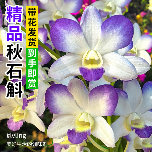 精品紫月贵夫人石斛兰带花苞盆栽