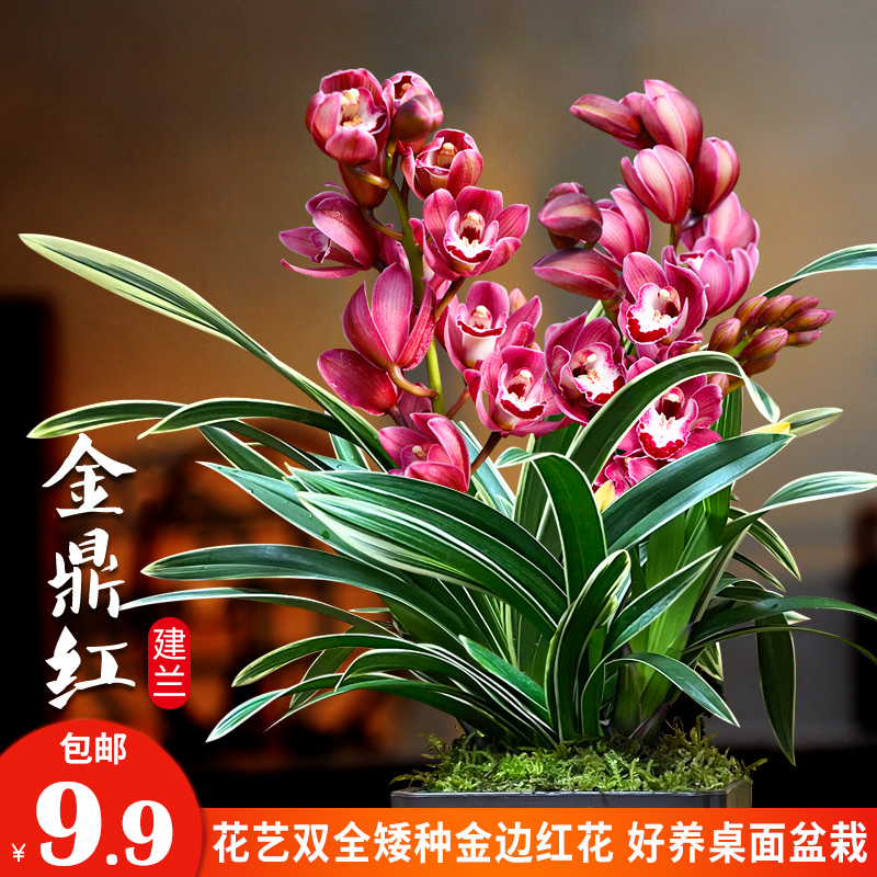 金鼎红花花卉盆栽兰花阳台客厅