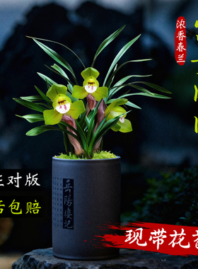 名贵春兰大富贵大团圆带花苞盆栽精品高端浓香好养兰花苗花卉绿植