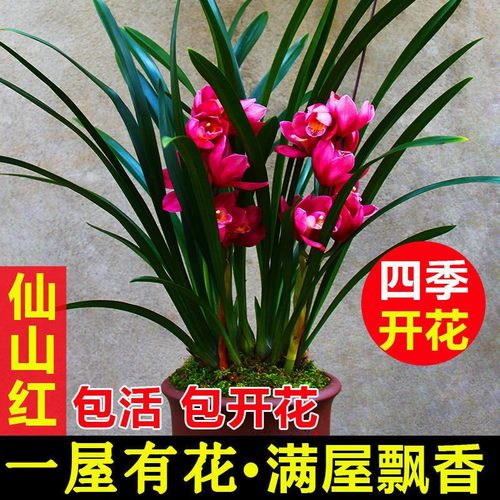中国红超香兰花四季兰花