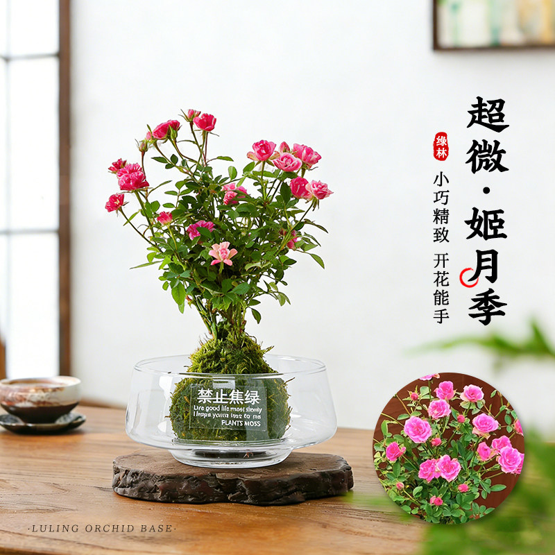 姬乙女月季带花苞水培迷你小盆栽图片