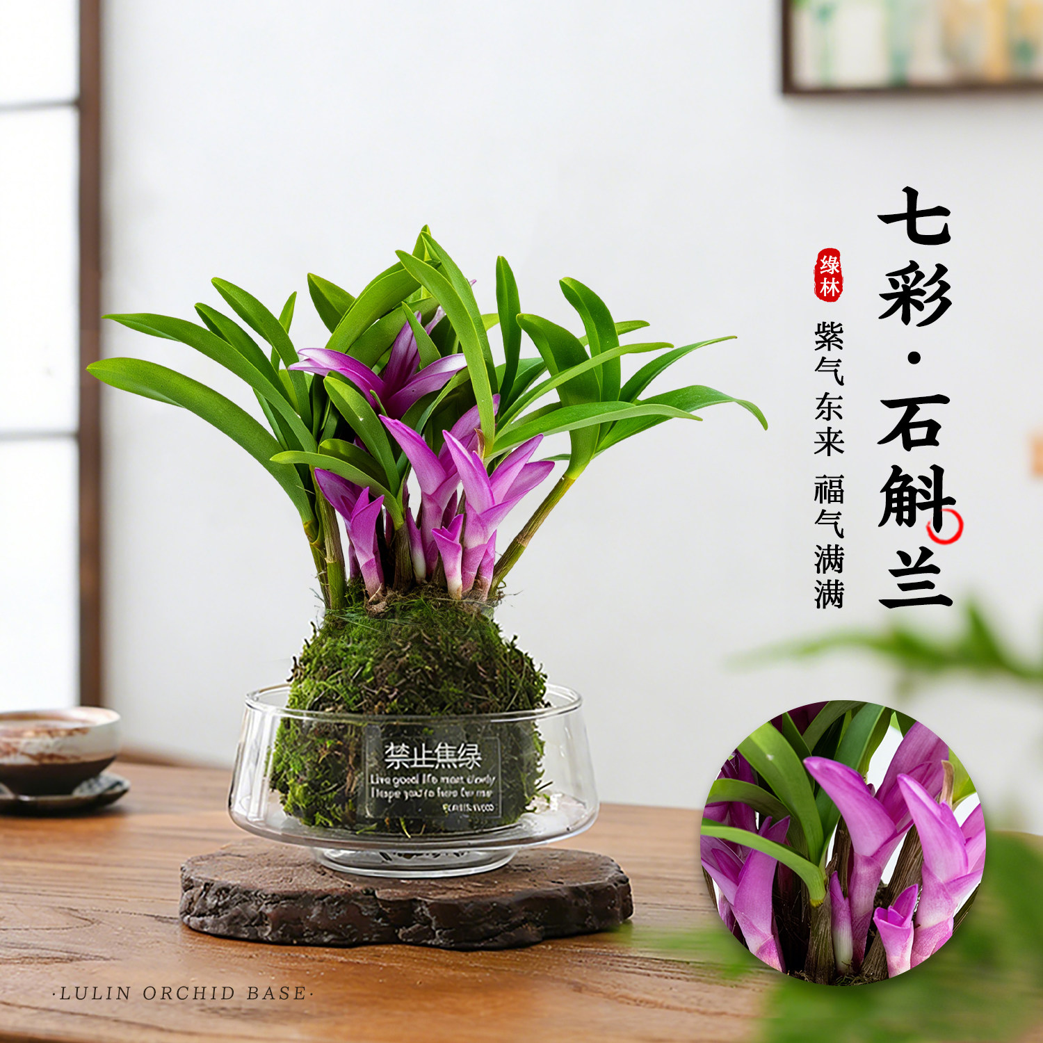 七彩香水石斛兰水培冬带花苞盆栽图片
