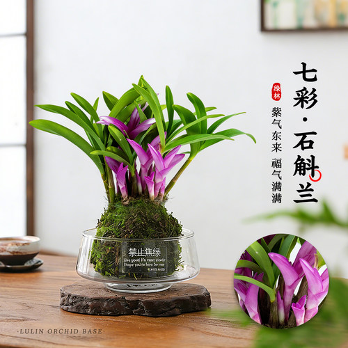 七彩香水石斛兰水培冬带花苞盆栽
