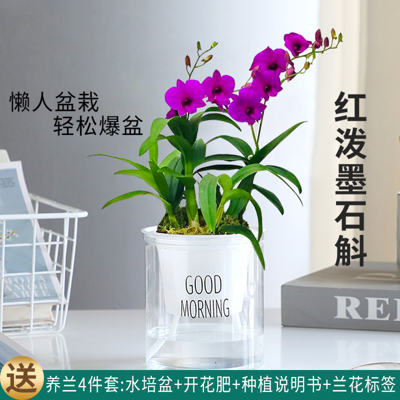 泼墨香水石斛花苞室内外绿植
