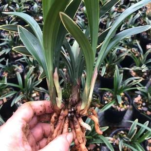 建兰矮种兰花苗禅月达摩四季兰浓香室内办公桌面绿植阳台盆栽花卉