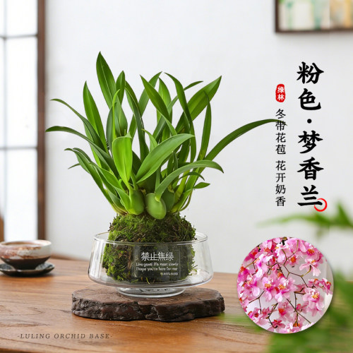 水培香水粉梦香文心兰盆栽冬带花