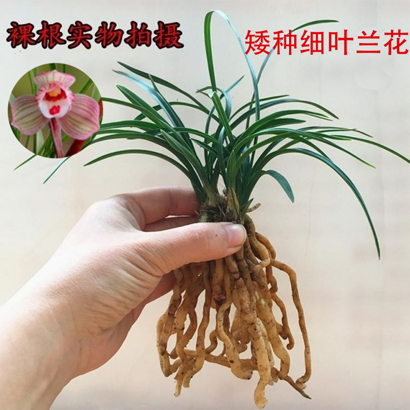 兰花苗矮种花卉养不死兰花