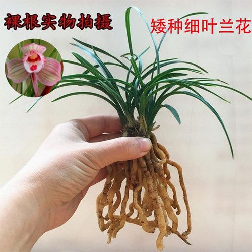 兰花苗矮种花卉养不死兰花