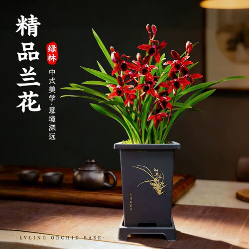 精品名贵兰花七彩玲珑带花苞盆栽
