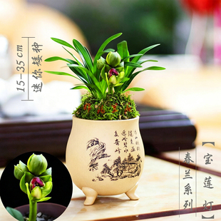 兰花矮种宝莲灯 建兰墨兰四季兰 办公室花卉绿植好养名贵植物兰草