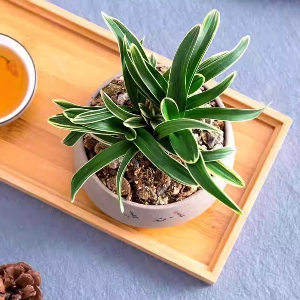 兰花【金凤凰】金边建兰 矮种兰花盆栽植物名贵花卉四季兰