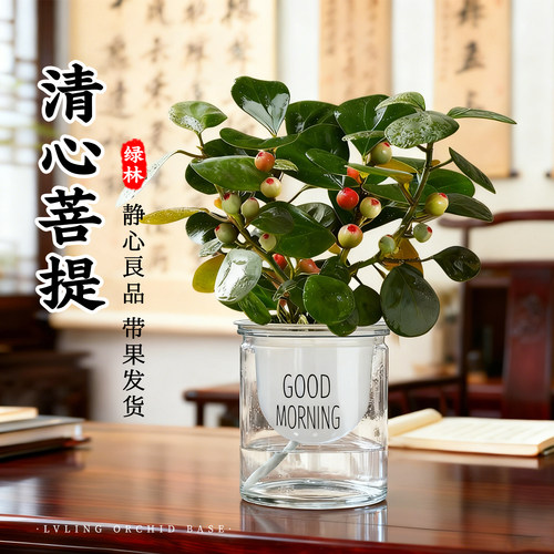 清心菩提树水培老桩盆景带果发货