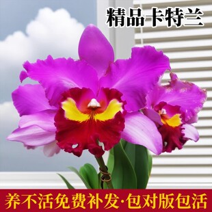 基地直发大花台中美人卡特兰浓香洋兰花盆栽花卉绿植网红懒人植物