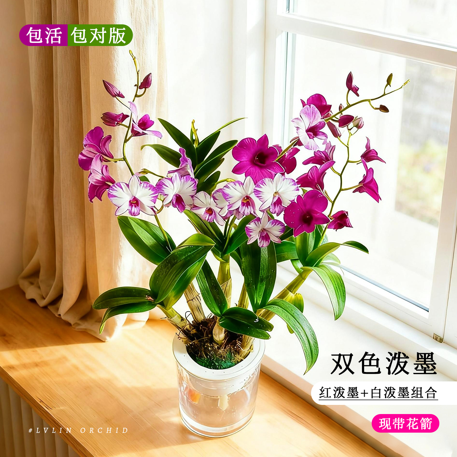 水培香水红白泼墨石斛兰带苞盆栽