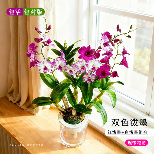 水培香水红白泼墨石斛兰盆栽