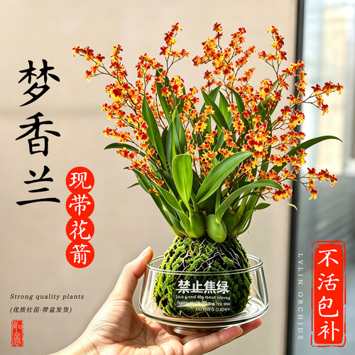 水培香水梦香文心兰现带花苞盆栽