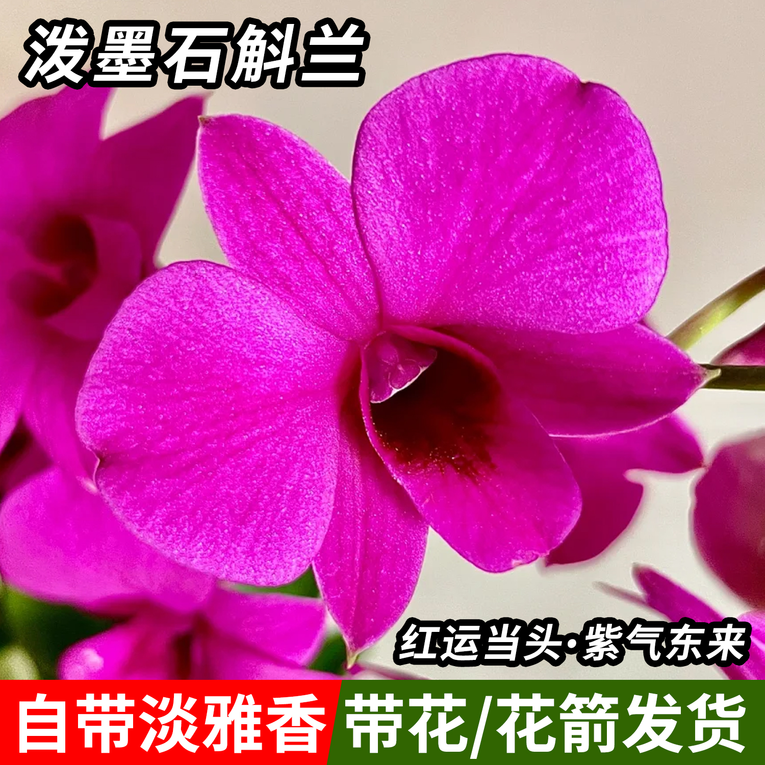 绿植红泼墨石斛兰盆栽