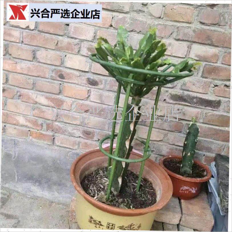 蟹爪莲嫁接开口花架鼠尾令t箭九尾狐20/33cm开口花托一层多层花,