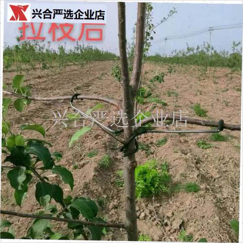 果树拉枝定d型器压枝苹果树x花卉盆景樱桃别枝器弯枝开角器折枝,