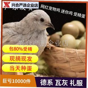 芦丁鸡受精蛋可孵k化礼服瓦灰受精蛋 网红鸡受精卵迷你鸡孵化卵,