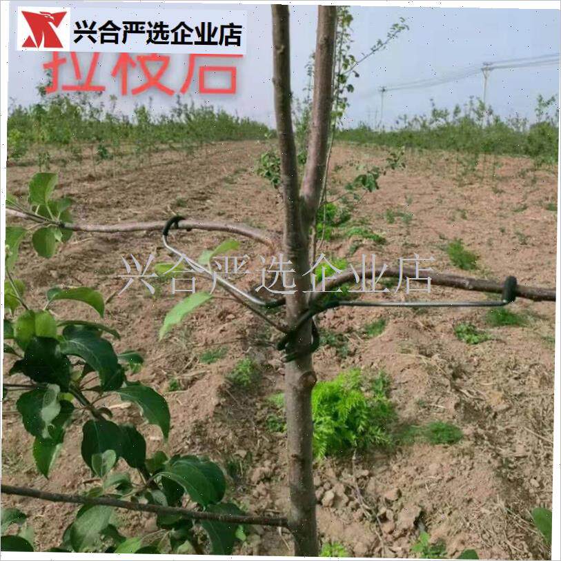 果树拉枝定d型器压枝苹果树花卉盆景樱桃别枝器弯枝开角器折枝神,