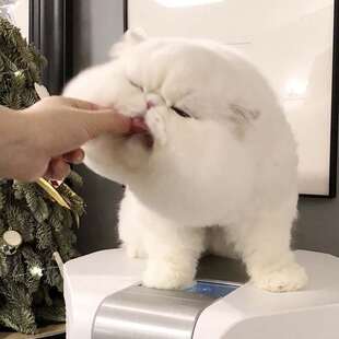 大脸加菲猫幼崽纯种活体宠物猫活物猫咪小猫英短幼猫曼基康矮脚猫